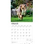 2026 BrownTrout Collies 12" x 12" Monthly Wall Calendar (9798330702985)~#|#~D5011874-8078-4FF4-AA9B2D696FC4E4D0_sc7