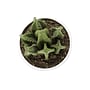 Monarch Specialties Inc. 6" Artificial Succulent Plant in Pot, 3/Set (I 9555)~#|#~D529FD91-4A30-4AF3-B60D5FA8606B8639_sc7