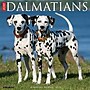 2027 Willow Creek Dalmatians  12" x 12" Monthly Wall Calendar (59975)~#|#~D552D149-4E0D-4966-88E76E020C03C810_sc7