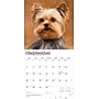 2026 BrownTrout Yorkshire Terriers 12" x 12" Monthly Wall Calendar (9798330706464)~#|#~D55D1F15-EA6F-484D-892781429FEC2333_sc7