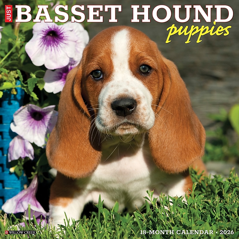 2026 Willow Creek Basset Hound Puppies 12" x 12" Monthly Wall Calendar (50088) image 1