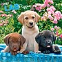 2027 BrownTrout Labrador Retriever Puppies 12" x 12" Monthly Wall Calendar (9798330712519)~#|#~D5CA37FF-B3D2-48CD-901DB0DE57D431EF_sc7