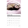 2027 Willow Creek Ferrets  12" x 12" Monthly Wall Calendar (60230)~#|#~D637B3C0-D61E-4ED0-BD74B52105BD6047_sc7