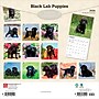 2026 BrownTrout Black Labrador Retriever Puppies 12" x 12" Monthly Wall Calendar (9798330704194)~#|#~D63EF681-69E7-40F9-8026A0986F797CF3_sc7