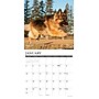 2027 Willow Creek German Shepherds 12" x 12" Monthly Wall Calendar, Assorted Colors (60377)~#|#~D6415C68-2A1C-4D1D-84FF80F37AB56B76_sc7