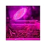 Viribright Virigrow 16-Watts Full-Spectrum LED Indoor Garden Grow Light Bulb, 4/Box (290105-4)~#|#~D6B7F2DF-4E10-4C1C-A0F322C61507C5D1_sc7