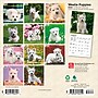 2026 BrownTrout West Highland White Terrier Puppies 7" x 7" Monthly Wall Calendar (9798330706259)~#|#~D6BAD62E-9D3D-4F8F-B944E61E396F8DC6_sc7
