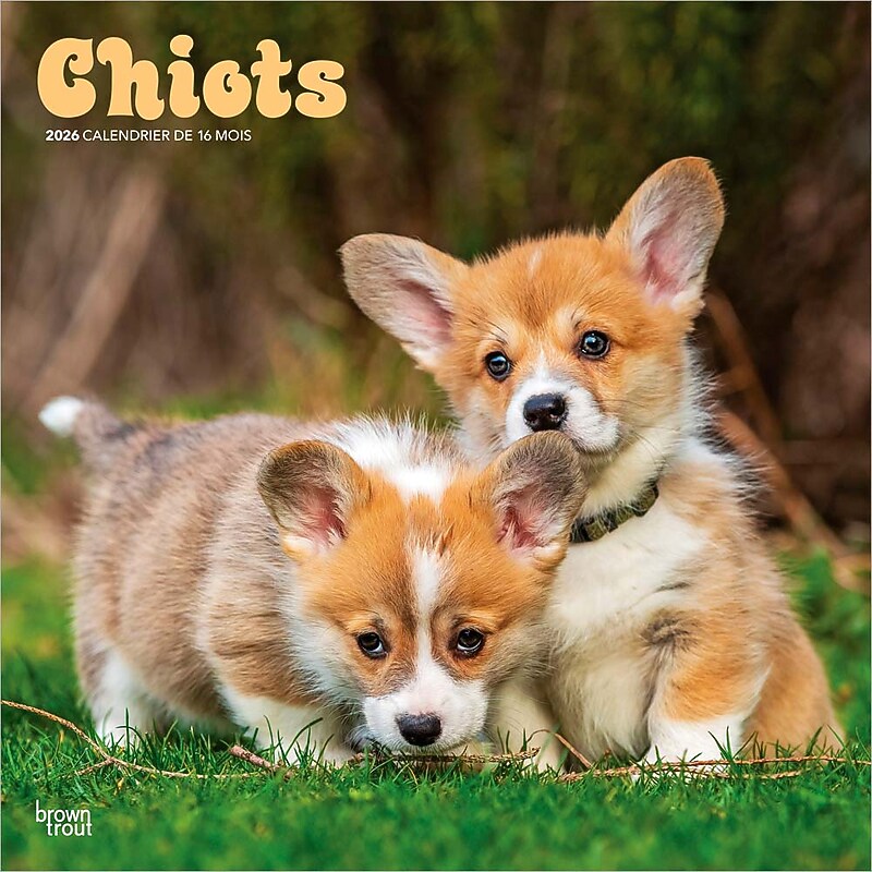 2026 BrownTrout Chiots 12" x 12" Monthly Wall Calendar (9798330707386) image 1