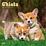 2026 BrownTrout Chiots 12" x 12" Monthly Wall Calendar (9798330707386)~#|#~D6C2F723-0025-40AD-AA1E90314E55BF83_sc7
