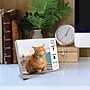 2027 Willow Creek What Cats Teach Us 5.4" x 6.2" Day-to-Day Calendar (63828)~#|#~D6D38B27-FB4E-4934-A7CCBB3474D996DB_sc7
