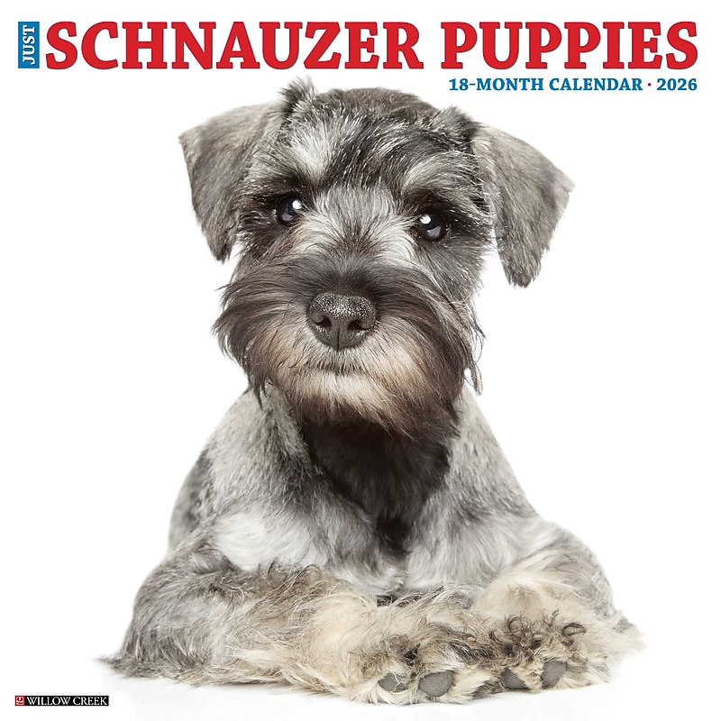 2026 Willow Creek Schnauzer Puppies 12" x 12" Monthly Wall Calendar (52679) image 1