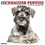 2026 Willow Creek Schnauzer Puppies 12" x 12" Monthly Wall Calendar (52679)~#|#~D6DF0E7C-A36E-4023-A8C0E085242B1698_sc7