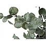 Monarch Specialties Inc. Eucalyptus in Pot (I 9562)~#|#~D6E953D3-D8FE-43F5-80388AF29976D22E_sc7