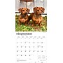 2026 BrownTrout Miniature Dachshunds 12" x 12" Monthly Wall Calendar (9798330703135)~#|#~D70E5F31-0D00-4AF9-97DD576DE5E1F955_sc7