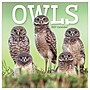 2027 TF Publishing Owls 11" x 12" Monthly Wall Calendar, Multicolored (27-1044)~#|#~D74AA562-EF26-4EDB-A1DA3C94589C6835_sc7