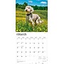 2026 BrownTrout Goldendoodles 12" x 12" Monthly Wall Calendar (9798330703500)~#|#~D7AFCC73-8C09-463A-A873DFE76EC7DB11_sc7