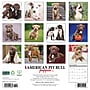 2026 Willow Creek American Pit Bull Terrier Puppies 12" x 12" Monthly Wall Calendar (49839)~#|#~D7C8C223-5BE0-40FC-BAD3294E0A2F5E64_sc7