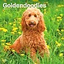 2027 BrownTrout Goldendoodles 12" x 12" Monthly Wall Calendar (9798330712489)~#|#~D823A207-2ED6-49D8-868DAFF86E35E1CC_sc7