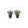 Monarch Specialties Inc. 13" Artificial Eucalyptus Grass Plant in Pot, 2/Set (I 9560)~#|#~D85BF835-44E9-41DE-9C3C6A86A7CDCCD3_sc7