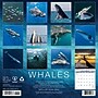 2027 Willow Creek Whales 12" x 12" Monthly Wall Calendar, Assorted Colors (62876)~#|#~D8708A36-74FF-415C-AF5B1031F16CB737_sc7