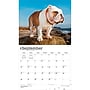 2027 BrownTrout For the Love of Bulldogs 14" x 12" Monthly Wall Calendar, Assorted Colors (9798330714674)~#|#~D8A293BE-7F82-431D-B82BDC88E514C8BC_sc7