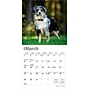 2026 BrownTrout Australian Shepherds 7" x 7" Monthly Wall Calendar (9798330702213)~#|#~D8C2778C-25A9-4578-B4F5AFDDF6ECBE43_sc7