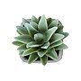 Monarch Specialties Inc. 8" Artificial Succulent Plant in Pot, 2/Set (I 9363)~#|#~D8DA81B6-1A30-4D74-9C468AF02B2C8C6D_sc7