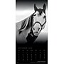 2026 BrownTrout The BrownTrout Portrait Series: The Noble Horse 12" x 12" Monthly Wall Calendar (9798330703753)~#|#~D93528B3-D7EC-4531-B0DA55CB65B0D5FB_sc7