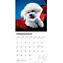 2026 BrownTrout Bichon Frise 12" x 12" Monthly Wall Calendar (9798330702411)~#|#~D998FF65-19C0-4106-8D3DEDA9A0FDBB3D_sc7