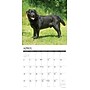 2027 Willow Creek Black Labs 12" x 12" Monthly Wall Calendar, Assorted Colors (59272)~#|#~D9A589E3-B16C-4A82-80B1212FE8D66E6D_sc7