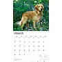 2026 BrownTrout For the Love of Golden Retrievers 14" x 12" Monthly Wall Calendar (9798330707157)~#|#~D9B3B729-A473-4582-9FA71320C10CBEF9_sc7