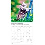 2026 BrownTrout Chatons 12" x 12" Monthly Wall Calendar (9798330707331)~#|#~D9F03EB6-80D1-4248-863B881536A6CE3D_sc7