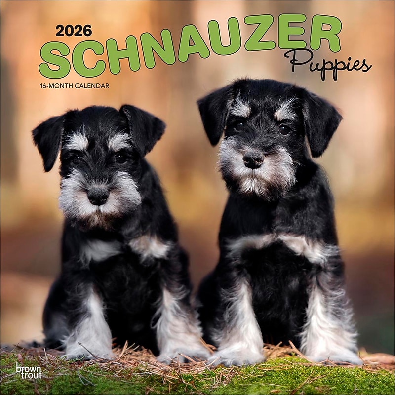 2026 BrownTrout Schnauzer Puppies 12" x 12" Monthly Wall Calendar (9798330705443) image 1