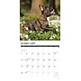 2027 Willow Creek French Bulldog Puppies 12" x 12" Monthly Wall Calendar, Assorted Colors (60292)~#|#~DA1BFA25-F453-4E68-9404DCBB8157F159_sc7