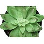 Monarch Specialties Inc. 6" Artificial Succulent Plants, 3/Set (I 9556)~#|#~DA785C1D-1C43-48DD-AA014F4133737A86_sc7