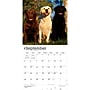 2027 BrownTrout Labrador Retrievers 12" x 12" Monthly Wall Calendar (9798330712540)~#|#~DAA77D73-0A6E-4525-B0847357F942036C_sc7