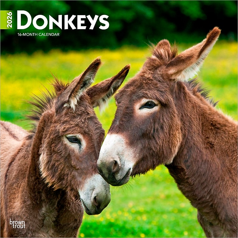 2026 BrownTrout Donkeys 12" x 12" Monthly Wall Calendar (9798330703173) image 1