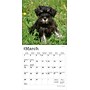 2026 BrownTrout Schnauzer Puppies 7" x 7" Monthly Wall Calendar (9798330705436)~#|#~DBD6578E-DC94-4F1C-B173DD7DB093890B_sc7
