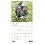 2027 TF Publishing Kittens 12" x 12" Monthly Wall Calendar (27-1013)~#|#~DBDB769B-0C0C-4E57-B853B9D15D4EED0C_sc7