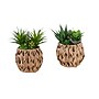 Monarch Specialties Inc. 9" Artificial Succulent Plant in Basket, 2/Set (I 9369)~#|#~DBE78A3B-0FB8-496D-89E169204C276C56_sc7