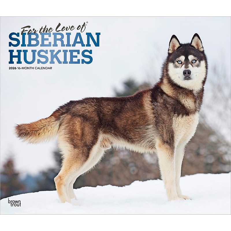 2026 BrownTrout For the Love of Siberian Huskies 14" x 12" Monthly Wall Calendar (9798330707171) image 1