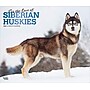 2026 BrownTrout For the Love of Siberian Huskies 14" x 12" Monthly Wall Calendar (9798330707171)~#|#~DC1C1C61-6002-4559-A028D6A378FE3005_sc7