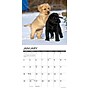 2026 Willow Creek Puppy Playmates 12" x 12" Monthly Wall Calendar (52525X)~#|#~DC583F58-2092-4241-B95E08D4E186309C_sc7