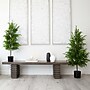Nearly Natural Artificial Norfolk Pine Tree, 4' (T4708)~#|#~DCA9EF46-26C5-4331-B29FA2C8071EFD34_sc7