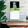 2026 BrownTrout Great Danes 12" x 12" Monthly Wall Calendar (9798330703524)~#|#~DCB0EC33-9AC1-4DDB-BDAD1BCCAAF2043E_sc7