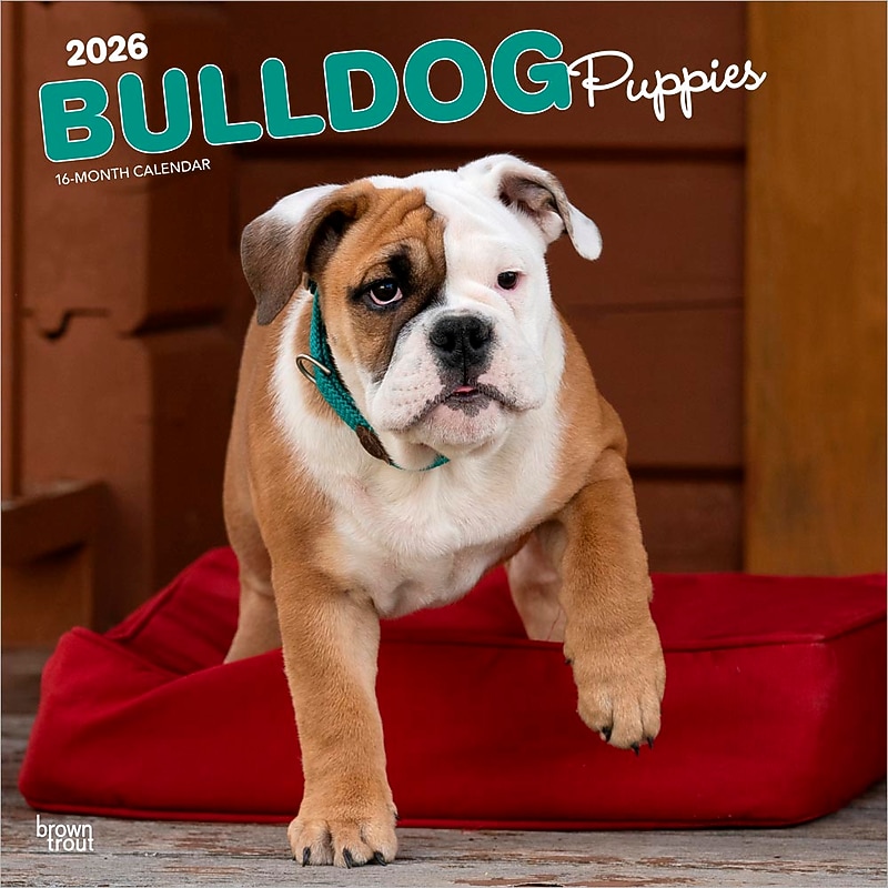 2026 BrownTrout Bulldog Puppies 12" x 12" Monthly Wall Calendar (9798330702664) image 1