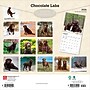 2026 BrownTrout Chocolate Labrador Retrievers 12" x 12" Monthly Wall Calendar (9798330704255)~#|#~DCFCF0BD-34B8-4184-85A995D44EC19A22_sc7