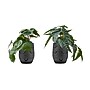 Monarch Specialties Inc. 8" Artificial Alocasia Plant in Pot, 2/Set (I 9559)~#|#~DD03D903-97E8-4262-92C003E04AAF22A6_sc7