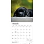 2027 BrownTrout Black Labrador Retriever Puppies 12" x 12" Monthly Wall Calendar (9798330712526)~#|#~DD328276-56E6-45AB-B242C09332C86F69_sc7