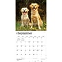 2027 BrownTrout Golden Retrievers 12" x 12" Monthly Wall Calendar (9798330712472)~#|#~DD413095-F60D-4973-AC35EE71D48201CA_sc7
